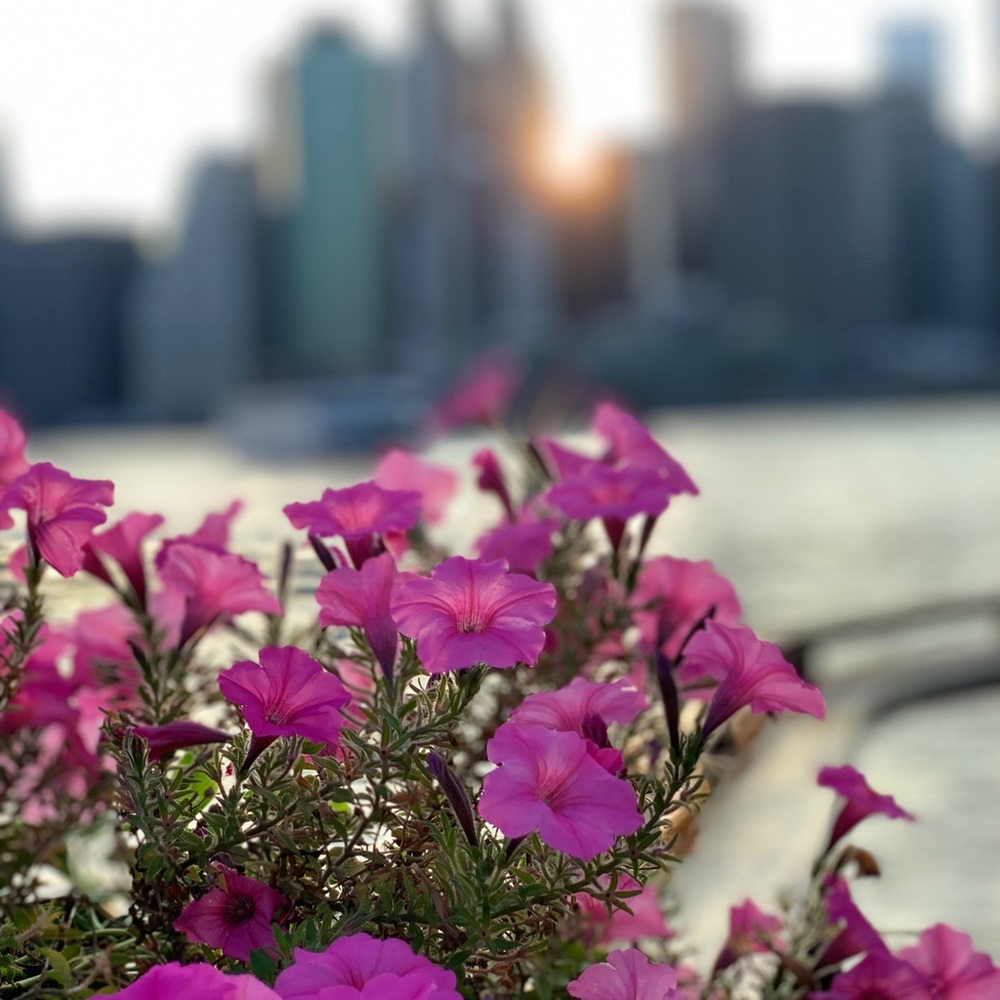 Meet your Posher, Kansiri